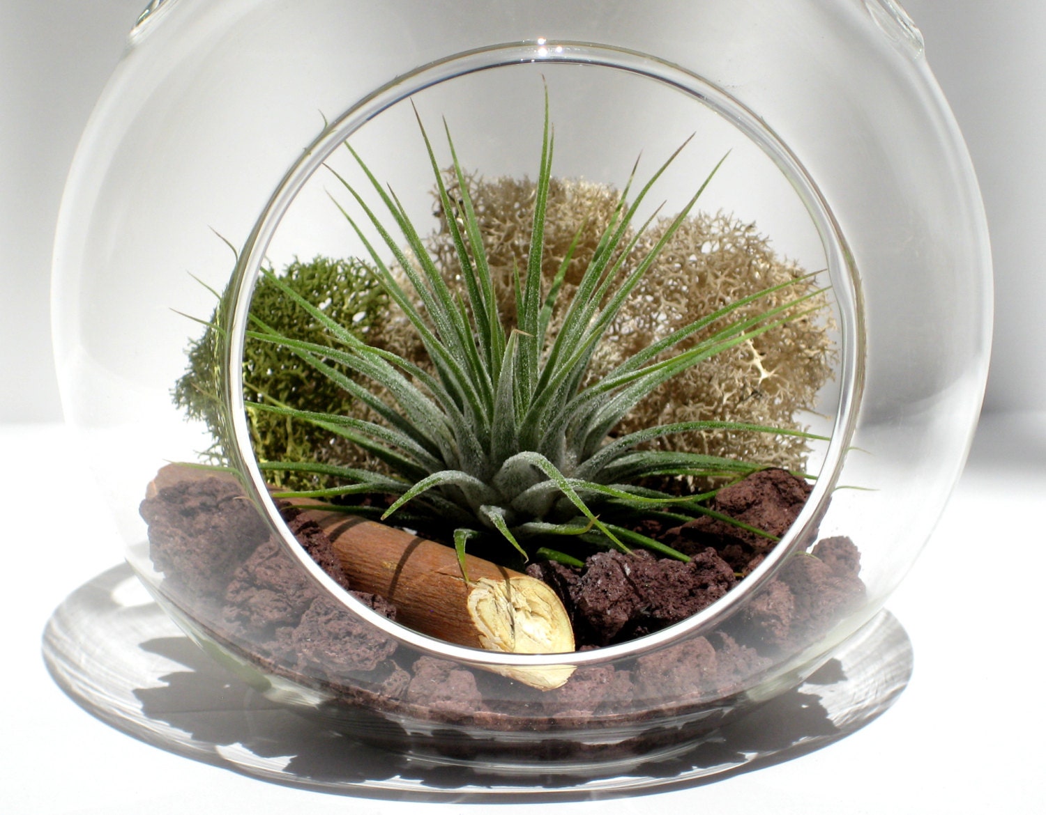 Air Plant Terrarium Kit VOLCANO Tillandsia with Red Lava