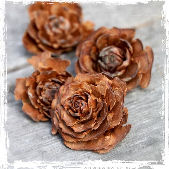 Natural Cedar Rose Cones 12 Pinecones Cone Potpourri