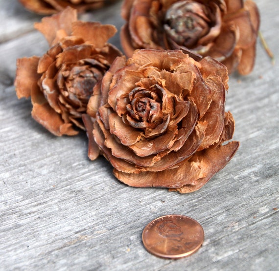 Natural Cedar Rose Cones 12 Pinecones Cone Potpourri