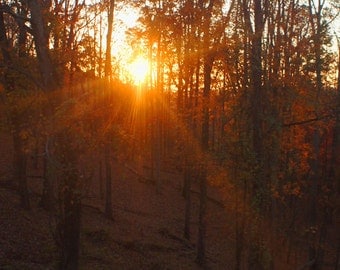 FOREST SUNSET-Beautiful Sunset Thru the Woods - 8x10. Fine Art Photographic Natural History Print. Minimal simple style.