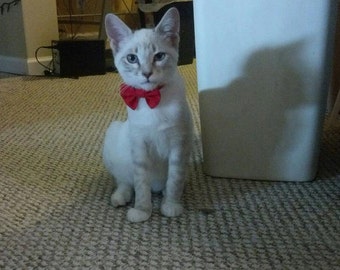 Kitten Bow Tie Collar for Valentines Day