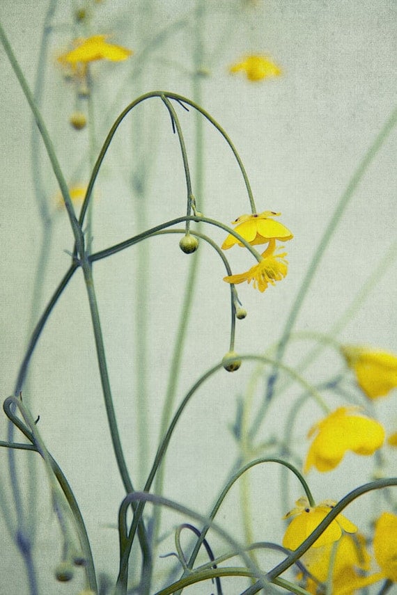 Yellow Flower Wall Art Ranunculus Print Floral by MOONGARDENART