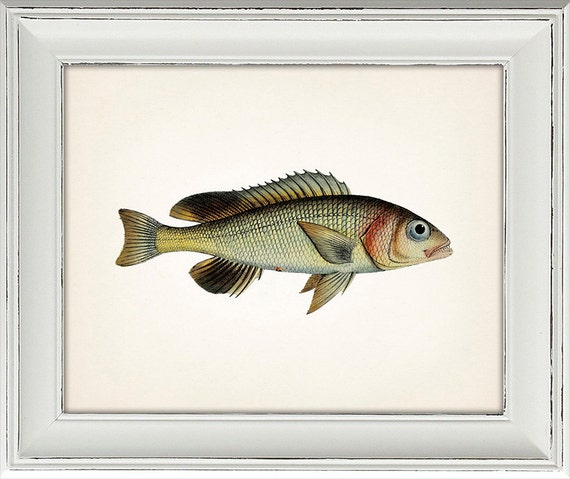 Simple Snapper 1801 Fish Drawing. 8x10 Fine by ThePrintedVintage