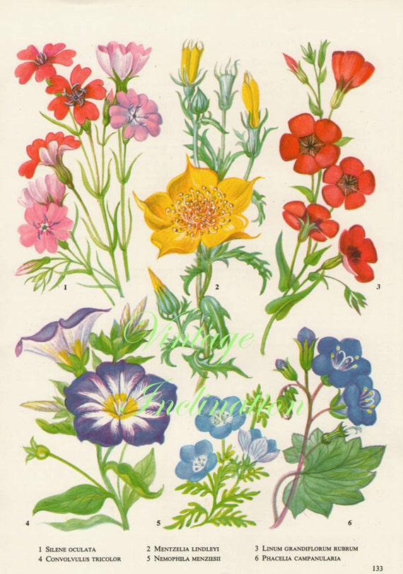 Vintage Botanical Print Antique RUBRUM plant print botanical