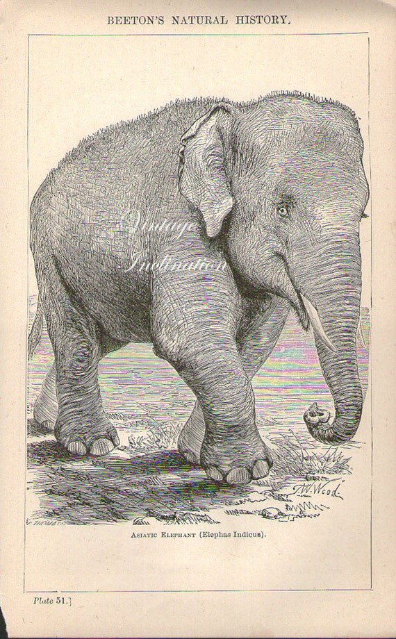 1871 ANTIQUE ASIATIC ELEPHANT Art Print by VintageInclination