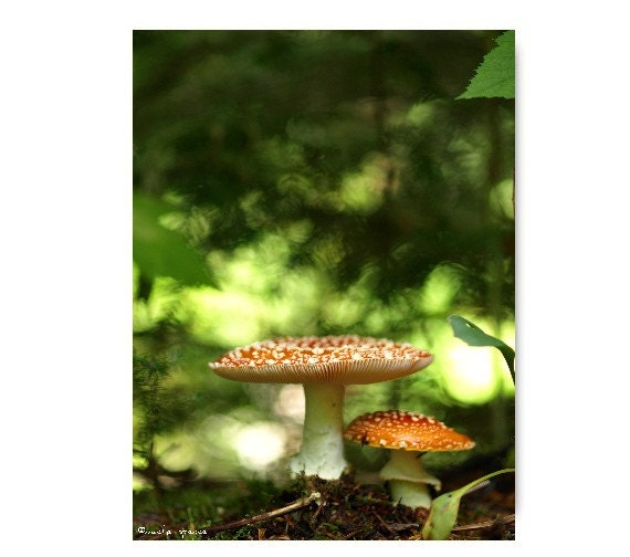 Amanita Mushroom Photograph Mushroom Print Affordable Home
