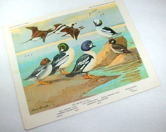 Vintage Bird Print, Bird Portraits In Color, Allan Brooks, Old Squaw, Common Golden Eye, Barrow's Golden Eye, Buffle Head, Picture (467-13)
