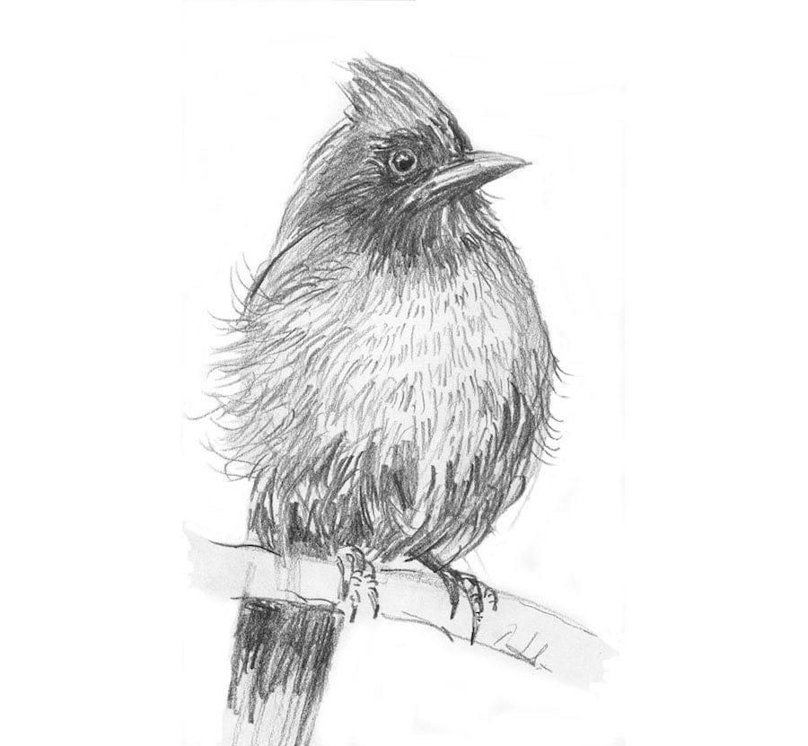 A Jay Bird Pencil Sketch Sketchbook Drawing by MarshNelsonStudio