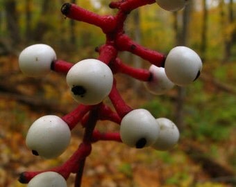 12 dolls eye root systems(Actaea pachypoda)