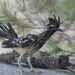 Needle Felted Bird . Road Runner. READY to ship