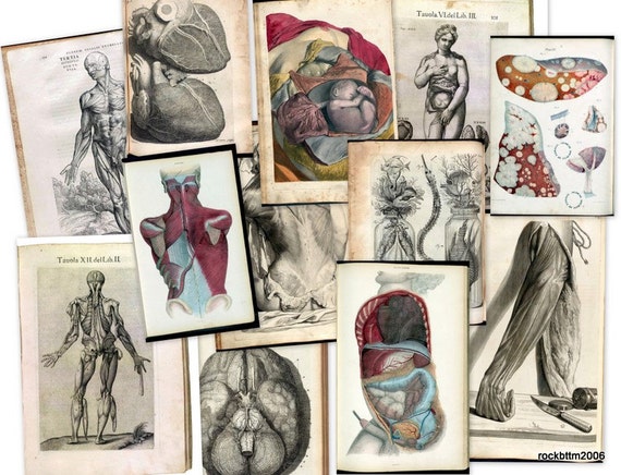 Hi Res Art DVD: Old 1500s Human BODY ANATOMY Organs Medicine