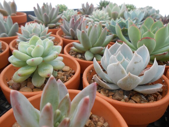 Items similar to 3 Succulent Favors, Terra Cotta Pots ...