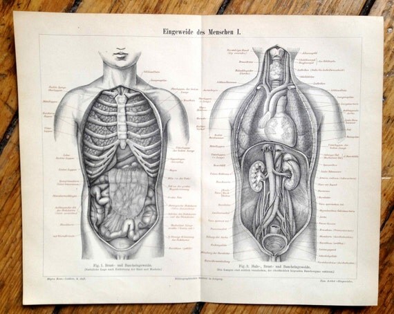 1894 human entrails innards antique anatomy by antiqueprintstore