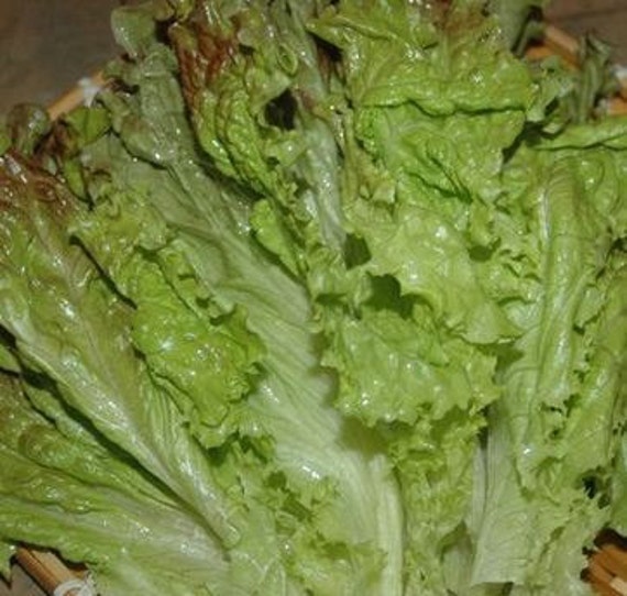 Lettuce Red Curl Korean Lettuce Seeds