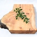 Organic Original Serving Board, Natural Edge Salvaged Wood 821, Ready to Ship