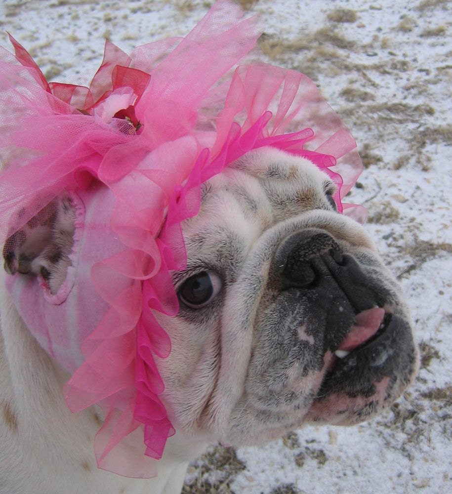 English Bulldog Hat GIRLY Dog HatCustom Bulldog Pattern