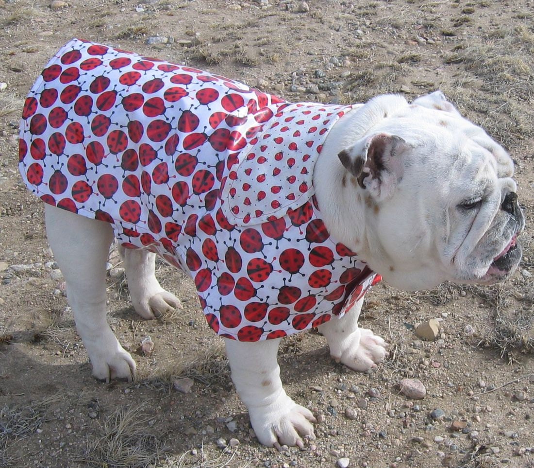 ORDER an English Bulldog RAINCOAT Reversible Bulldog Custom