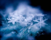 Snowflake Cluster Blue Photograph, Art, Photography, Old Man Winter, Jack Frost Photograhy, Blue White, Snowflake Art