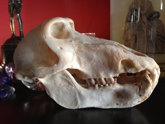 SALE 75 bux off Real Chacma Baboon Skull PATHOLOGICAL by Lucyguy