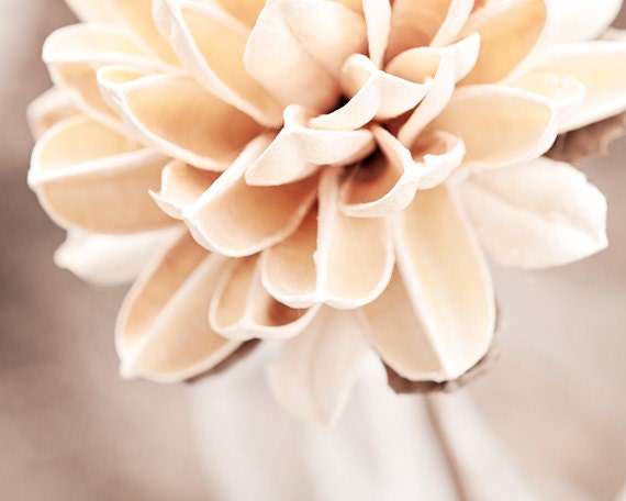 Fine Art Photography flower neutral wall art cream beige