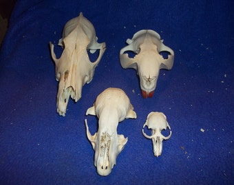 4 Real animal bone Skull top parts Coon Muskrat Beaver Coyote