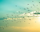 birds in flight birds flying beach photography sunrise abstract fine art 8x10 print summer teal gold yellow blue flying coastal prints