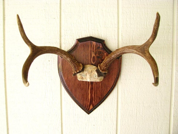 Large Rustic Trophy Mount Deer Antlers with Fur Four by RedPoodle