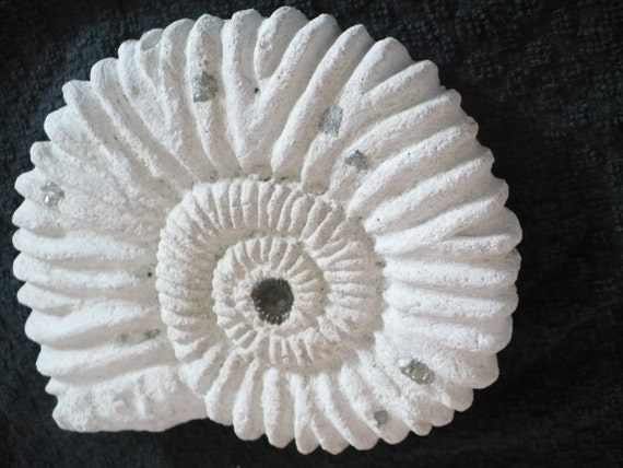 ammonite cast ammonite cast