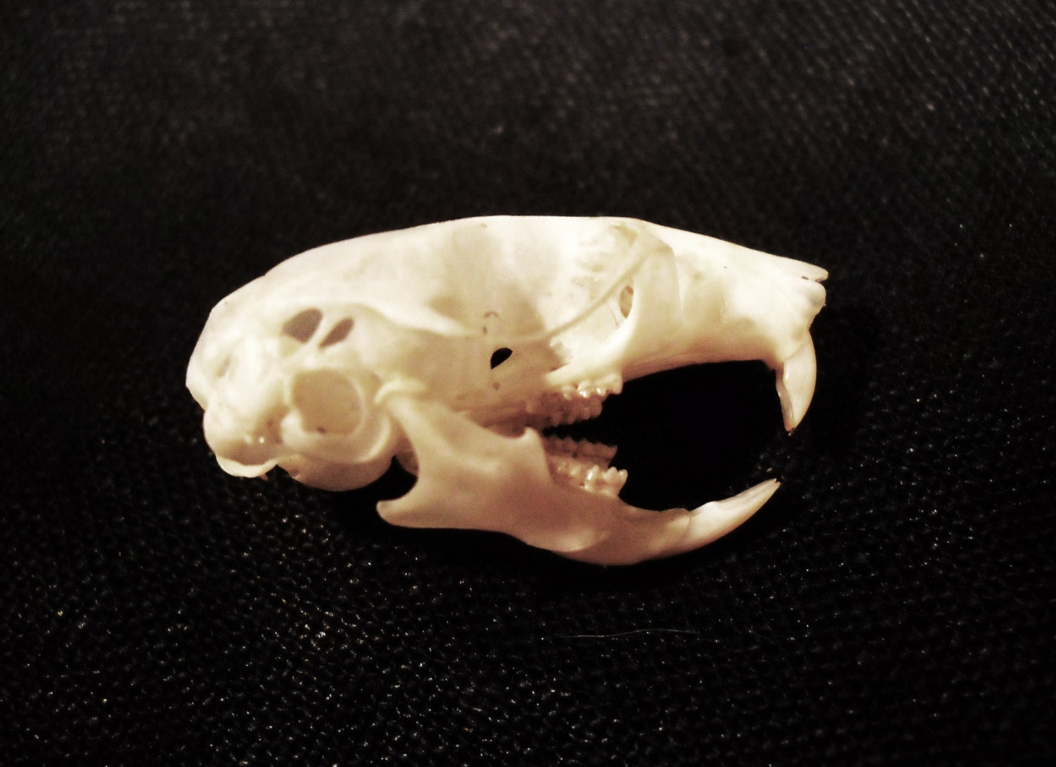 Deer Mouse Skull Real Bone Animal Skull Taxidermy Bones teeth