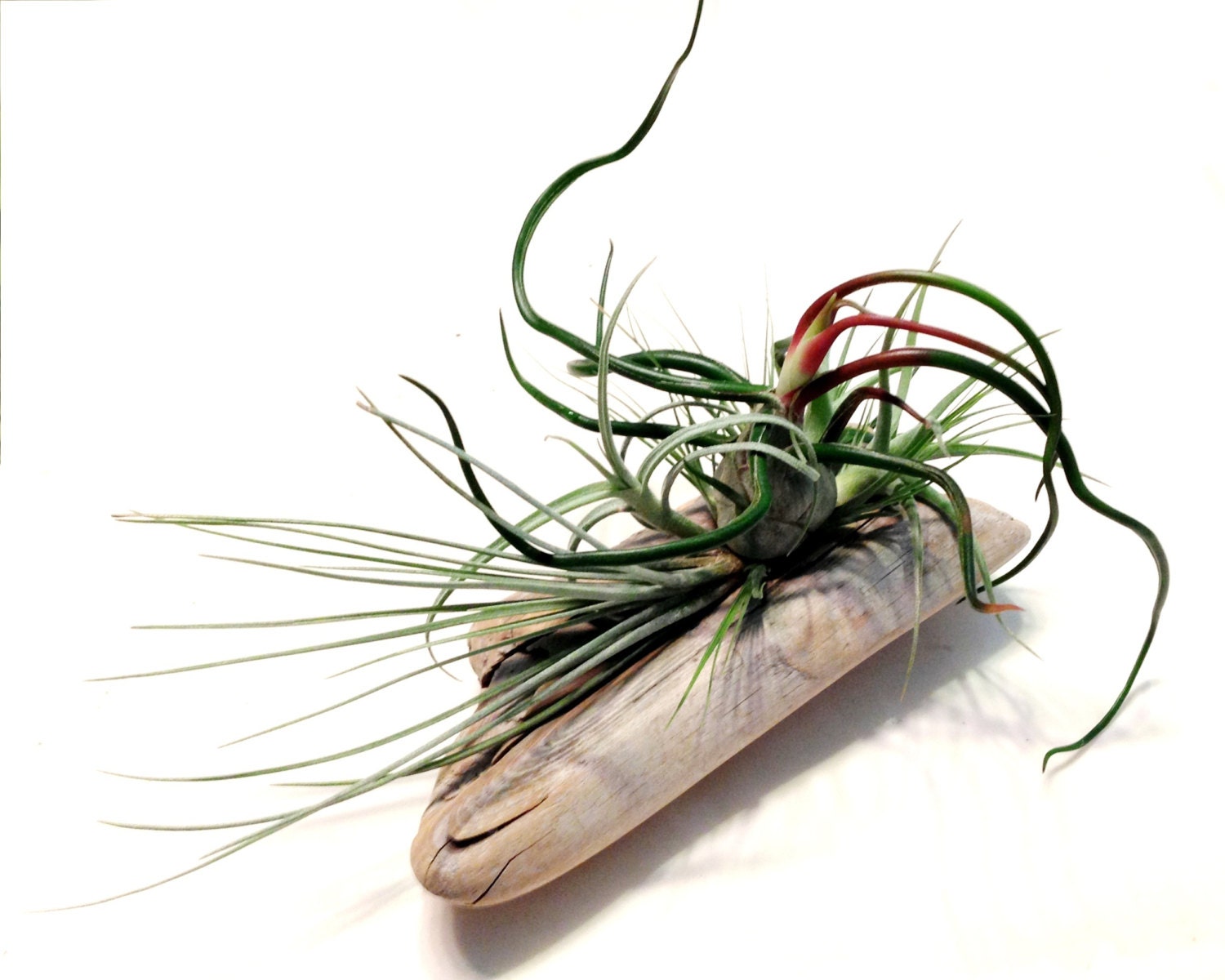 Air Plants On Driftwood Mounted Tillandsias On Tabletop 9299