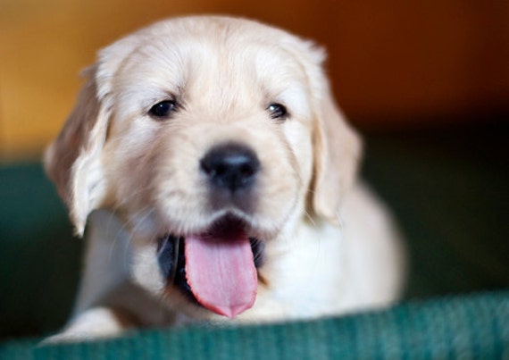 Laughing Puppy Dog Photography Golden Retriever Blank Photo