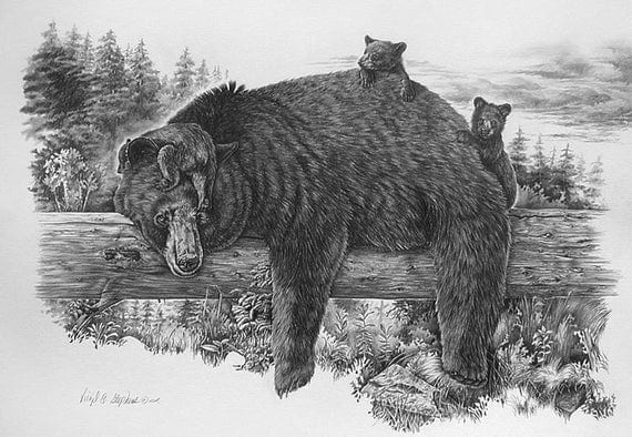 Bear art Naptime Yet pencil drawing of the black bear and