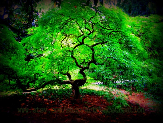 Glowing Tree - 8x10 - Japanese Maple - original nature photography