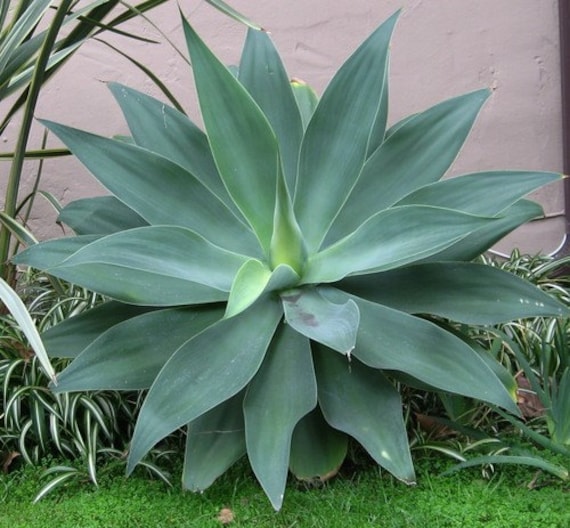 Fox Tail Agave Agave attenuata 15 seeds soft by SmartSeeds on Etsy