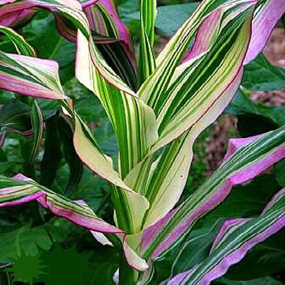 Candy Striped Corn Zea mays japonica 25 seeds rare Japanese