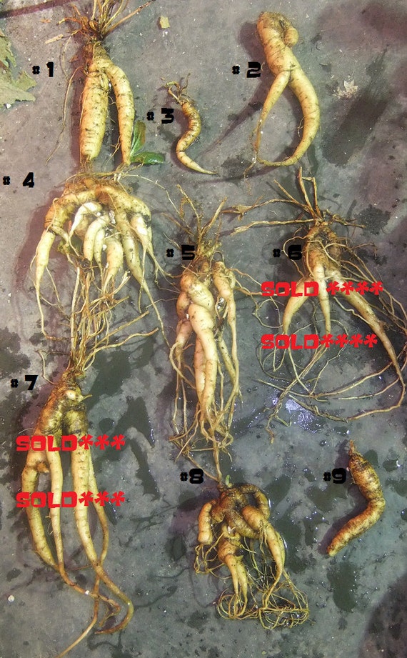 actual mandrake root