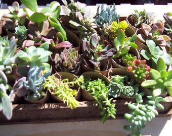 36 -2" Assorted Succulents and Sedums for Living Walls, Centerpieces, Weddings, Terrariums, Wreaths