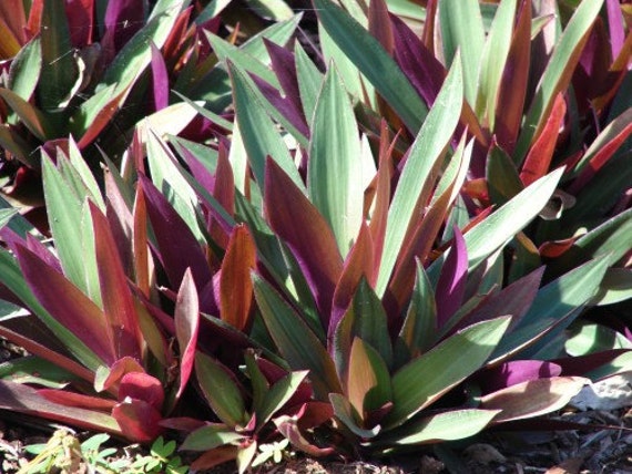 Oyster Plant (Tradescantia Spathacea) Moses-in-the-cradle Lot of 5 Plants