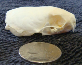 No.1 Quality Weasel Ermine skull real bone teeth part jaws taxidermy