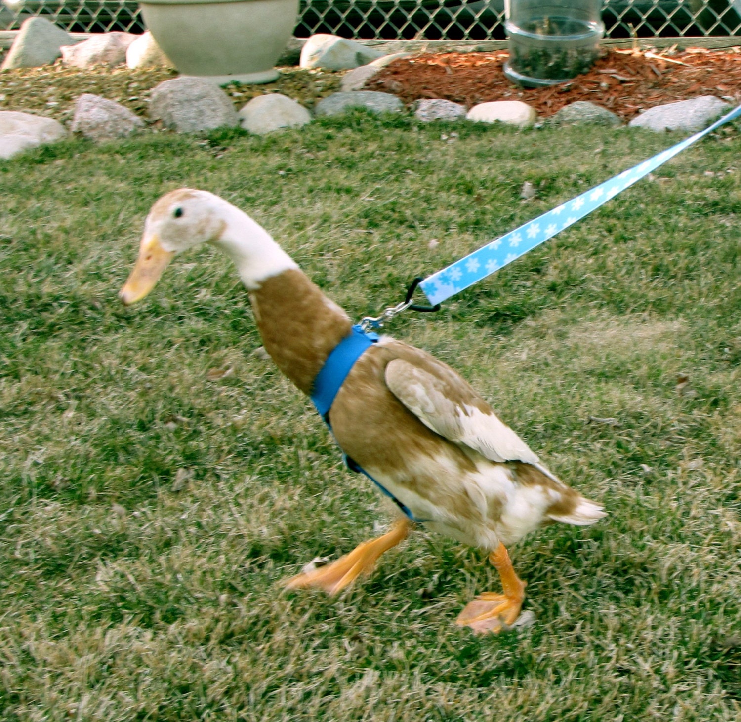 duck harness