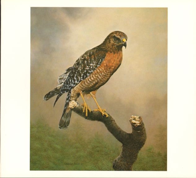 Download Red-Shouldered Hawk Charles Frace Vintage / Antique Art