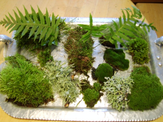 living moss fairy garden terrarium bonsai supplies living moss fairy garden terrarium bonsai supplies