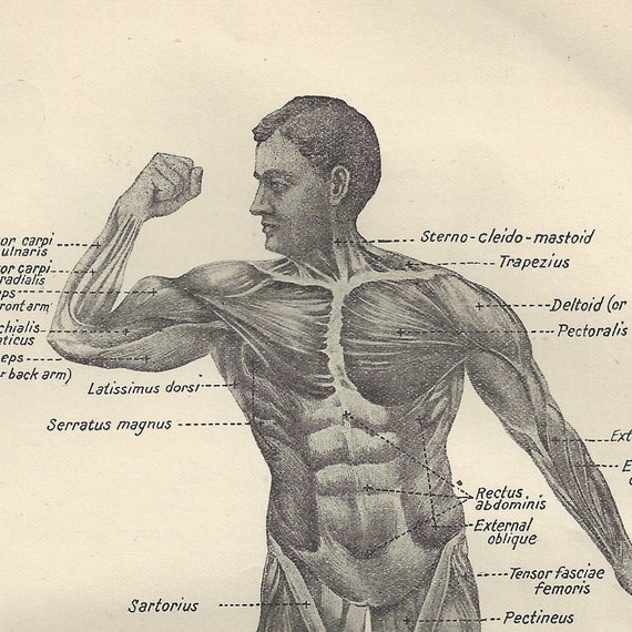 Antique 1905 Muscles of the Human Body Black and White