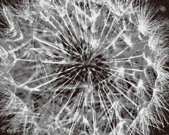 Items similar to Abstract Nature photography Dandelion