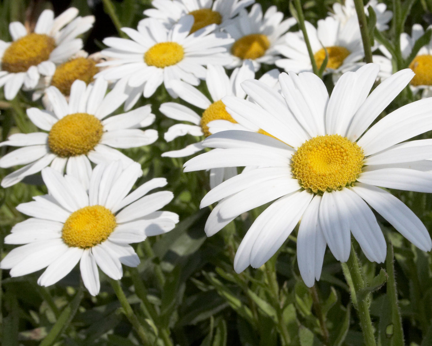 0.3g (approx. 200) giant shasta daisy seeds LEUCANTHEMUM MAXIMUM ...