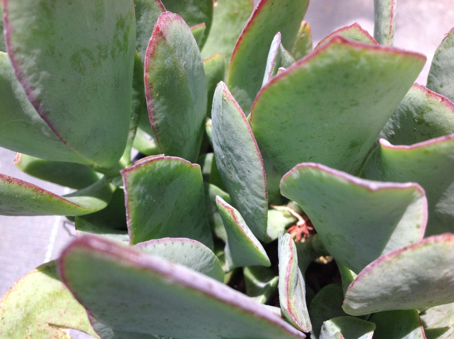 Crassula Arborescens wavy leaf jade