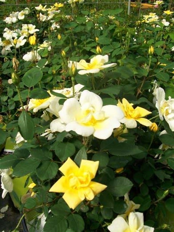 Sunny Knock Out Yellow Roses 2 Gallon Size Live Pattented Rose