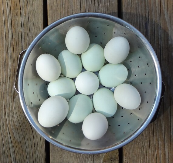Eggs One Dozen Mixed White and Blue Duck Eggs Clean and