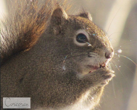red squirrel eating sunflower seeds in the by red squirrel eating sunflower seeds in the by