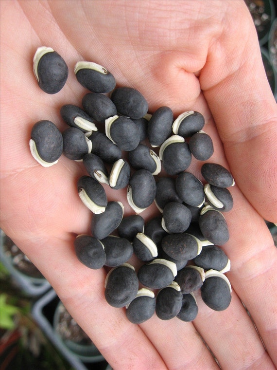 my-stuff-are-hyacinth-beans-edible